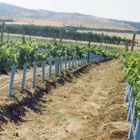Blue x grow tube vineyard rows