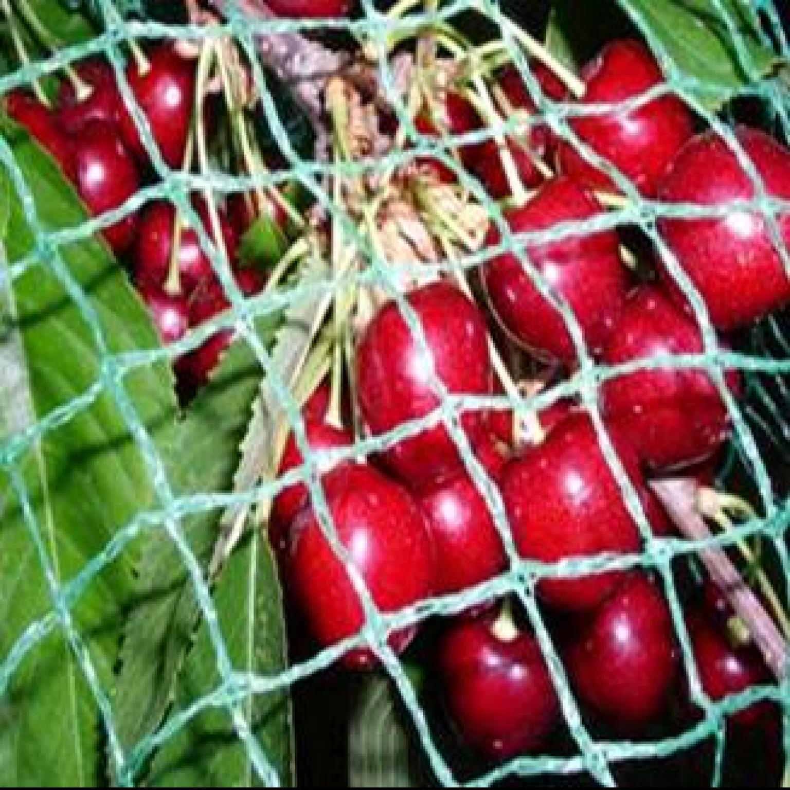 Bird Netting 30’ x 100' 3/4" knitted green mesh FLTSupply